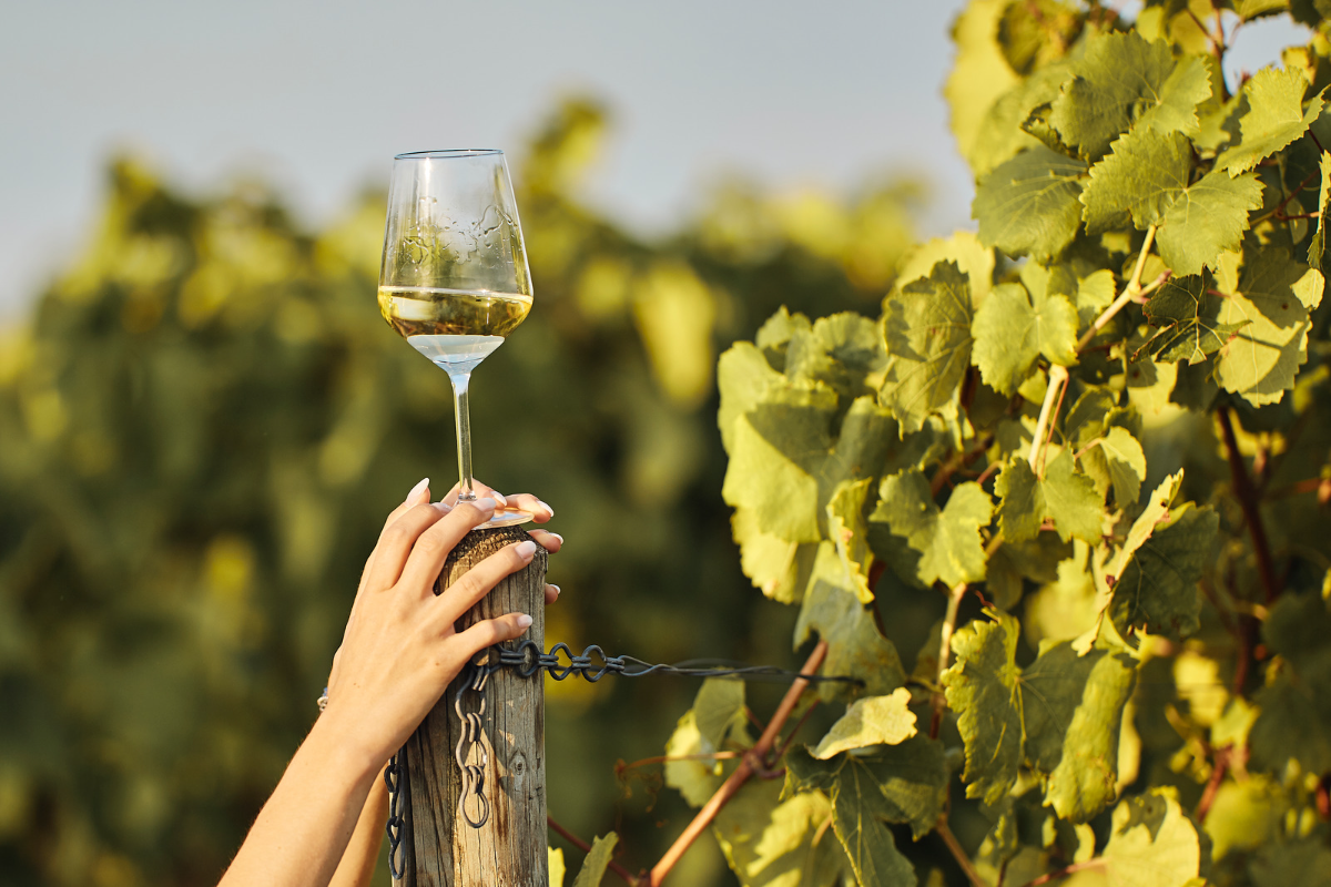 Le 10 migliori etichette di vino da provare nel 2023